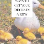 Ducks in a Row Pin 2